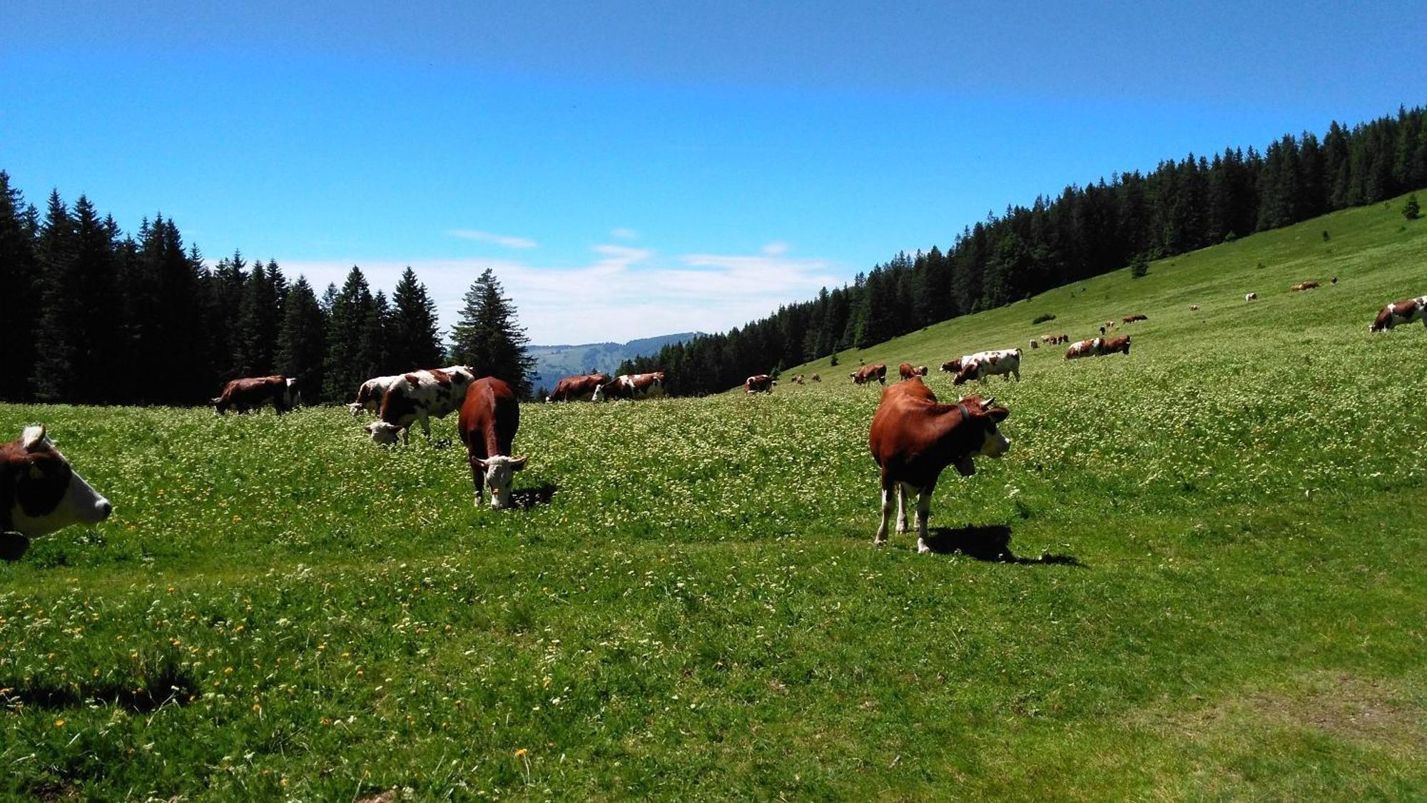 Ferienhaus Esche Hinterzarten Luaran gambar